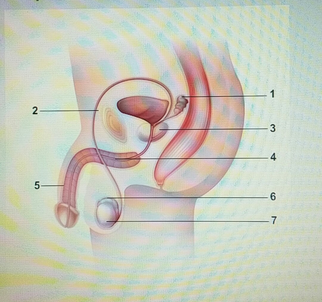 Male Reproductive System Diagram Identify And Label The Numbered Parts Of The Male Reproductive