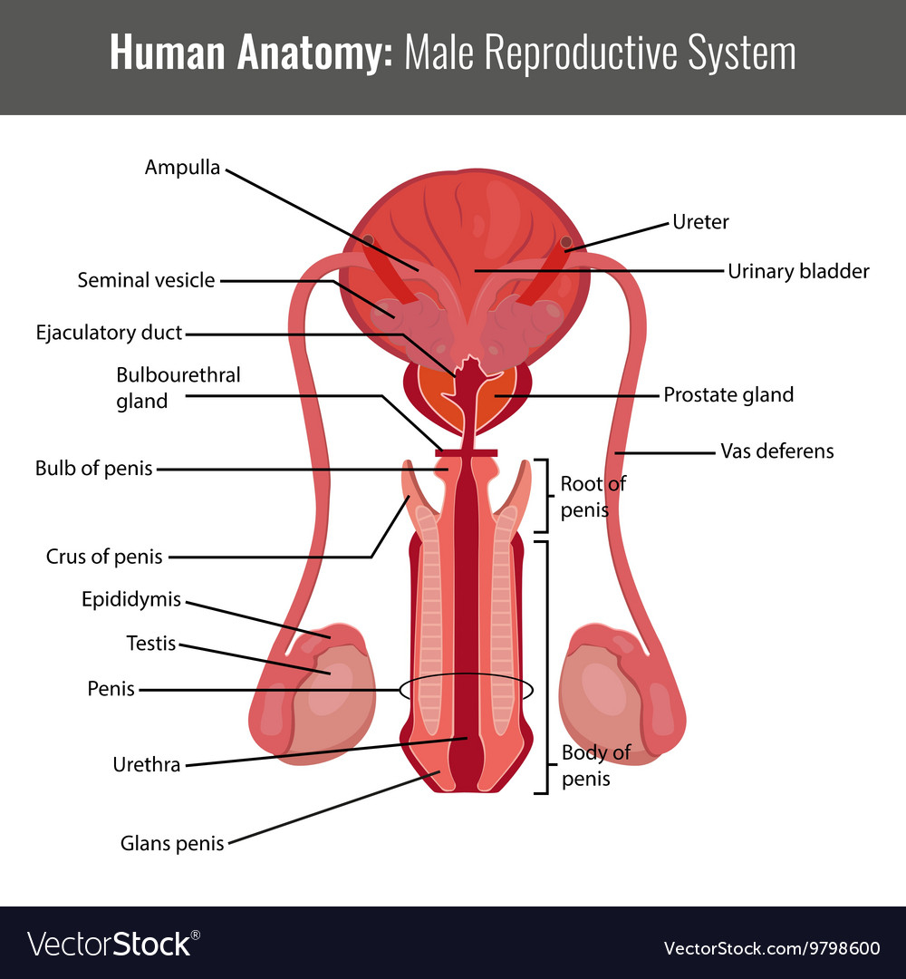 Male Reproductive System Diagram Male Reproductive System Detailed Anatomy
