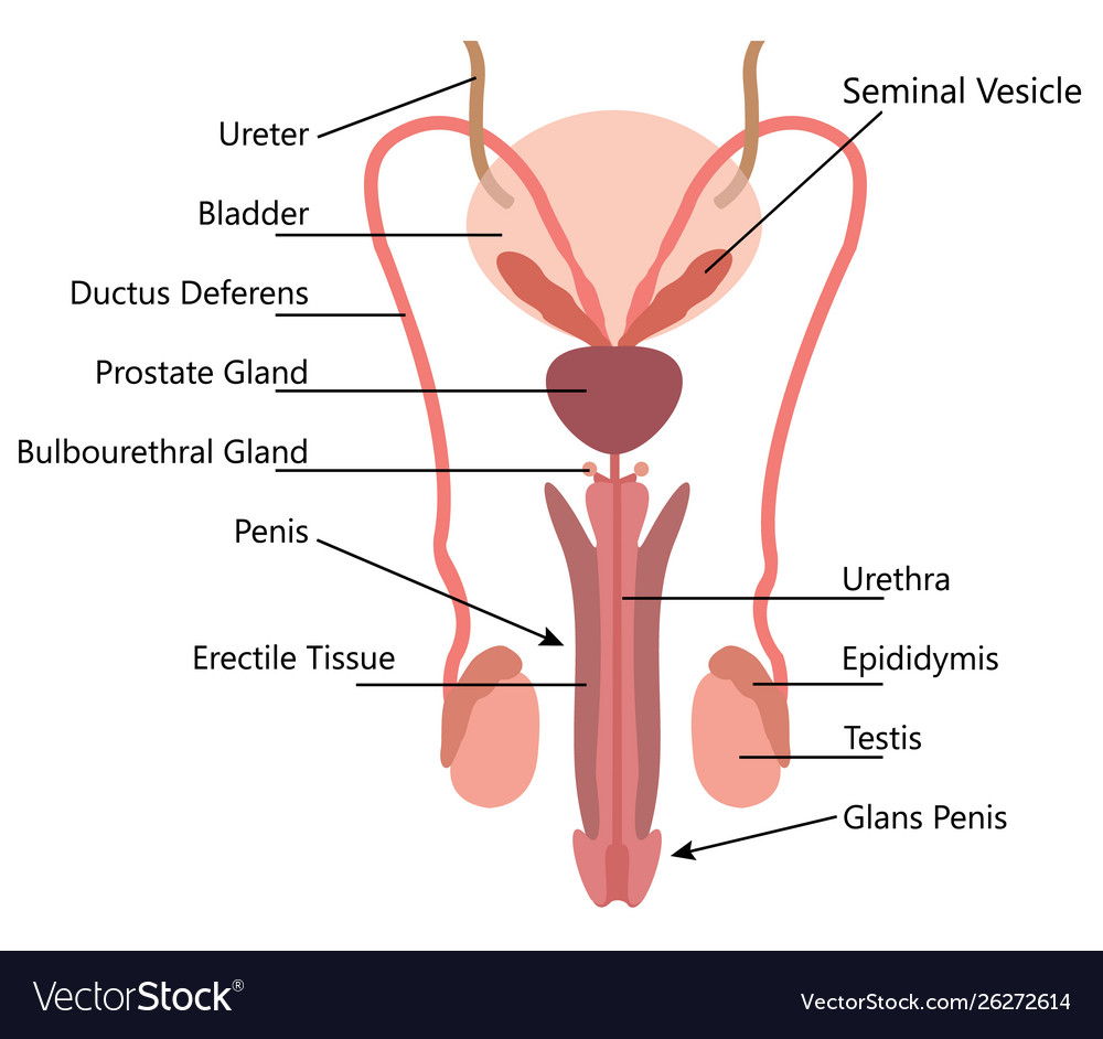 Male Reproductive System Diagram Male Reproductive System Diagram On White