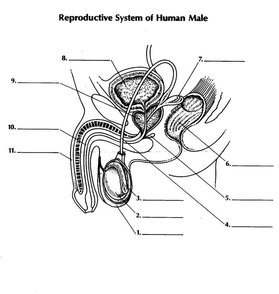 Male Reproductive System Diagram Male Reproductive System Diagram Quizlet