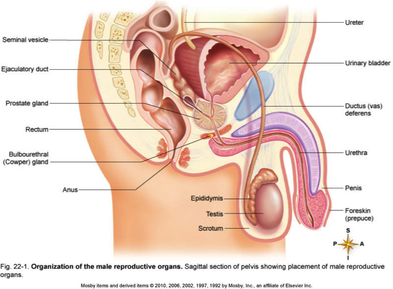 Male Reproductive System Diagram Male Reproductive System Lesson 0405 Tqa Explorer
