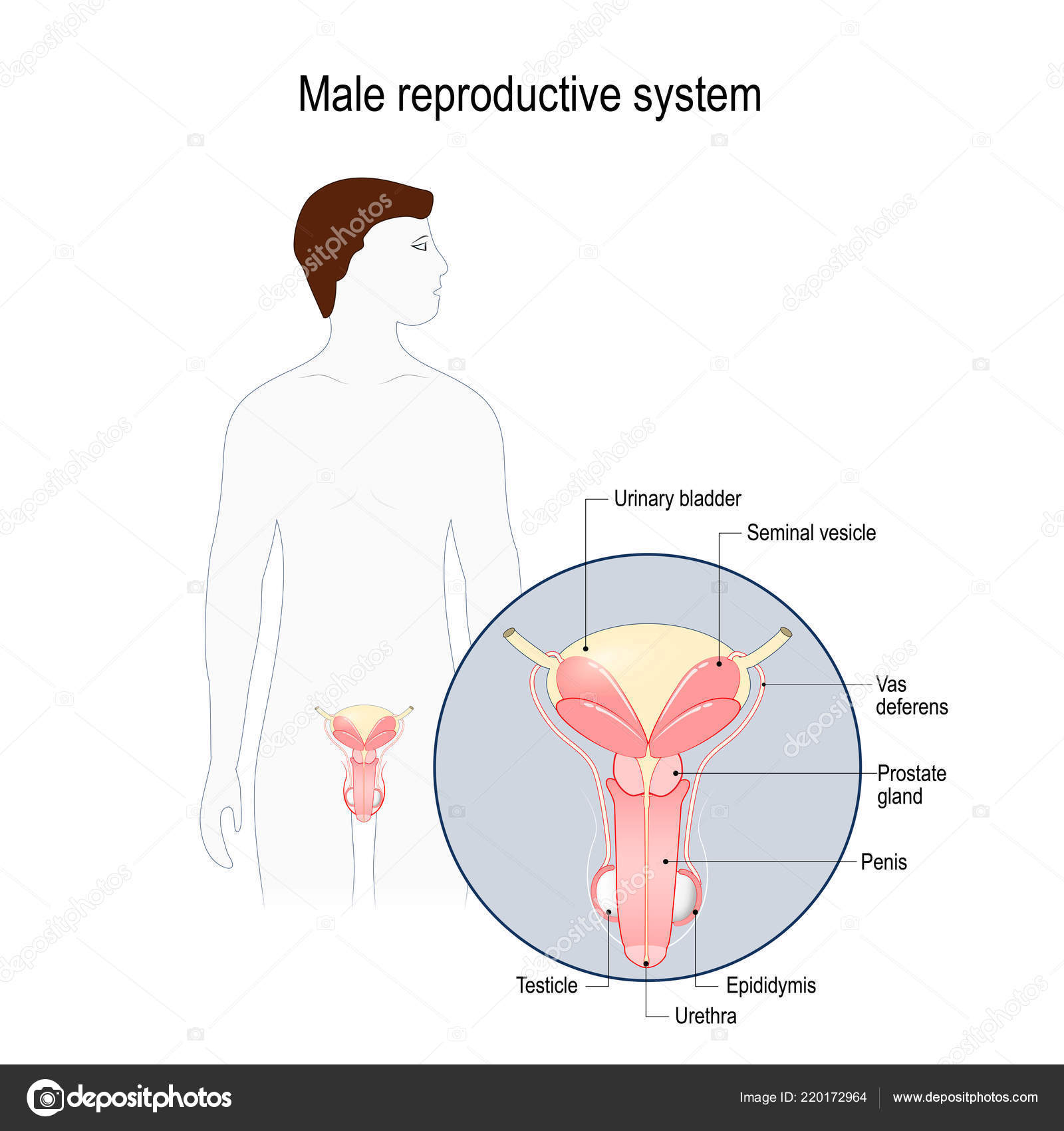 Male Reproductive System Diagram Male Reproductive System Seminal Vesicle Vas Deferens Prostate Gland