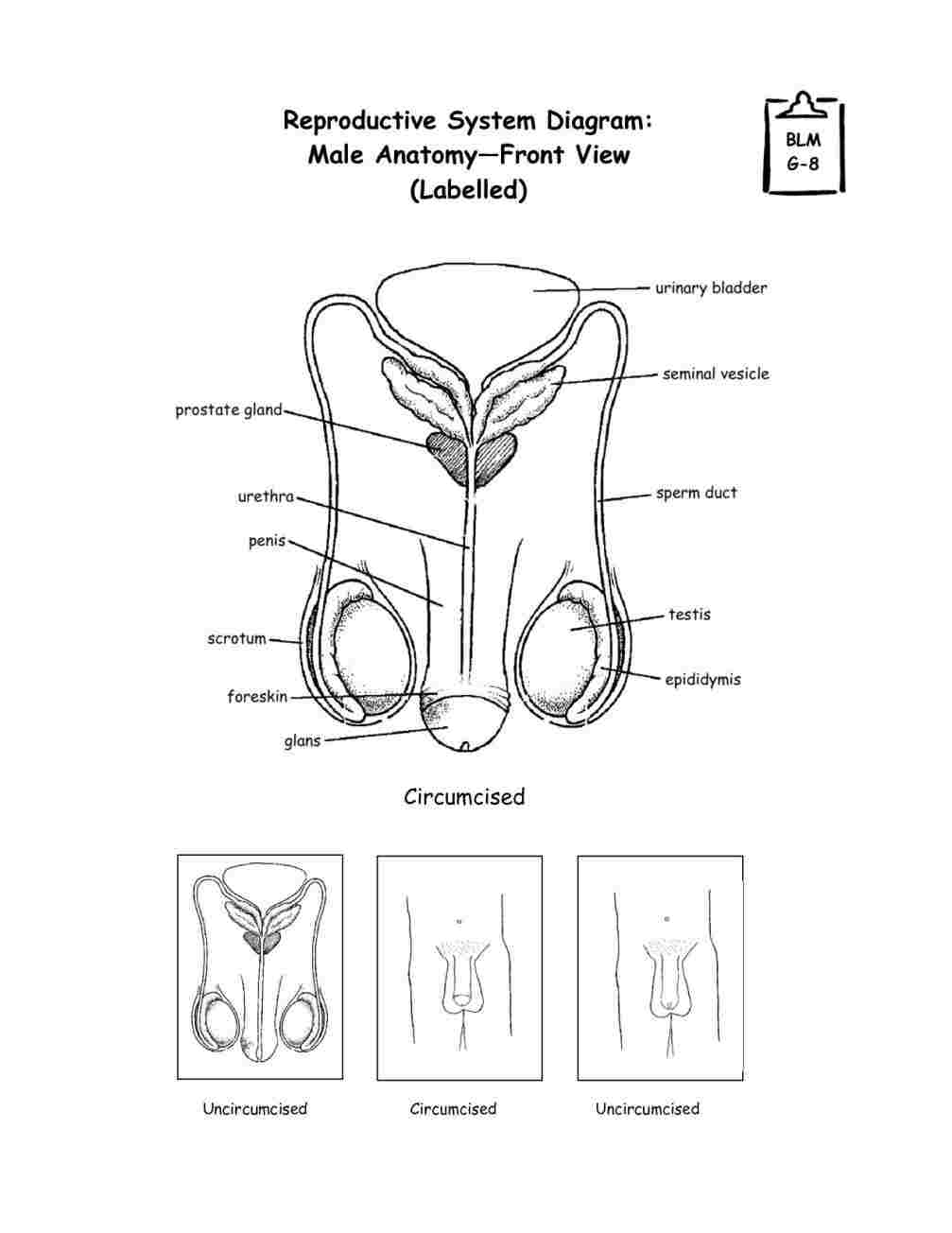 Male Reproductive System Diagram Male Reproductive System Unlabeled Diagram Of Anatomy