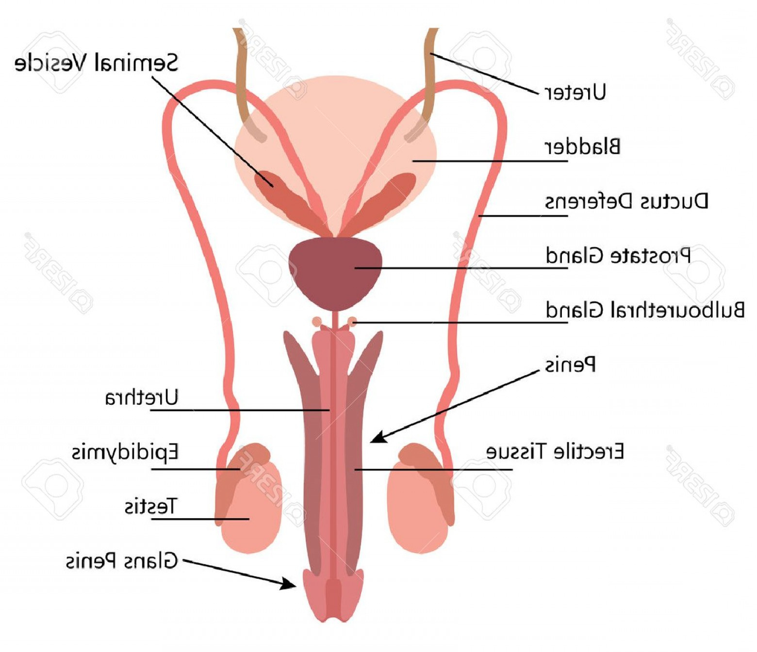 Male Reproductive System Diagram Photostock Vector Male Reproductive System Vector Diagram On White