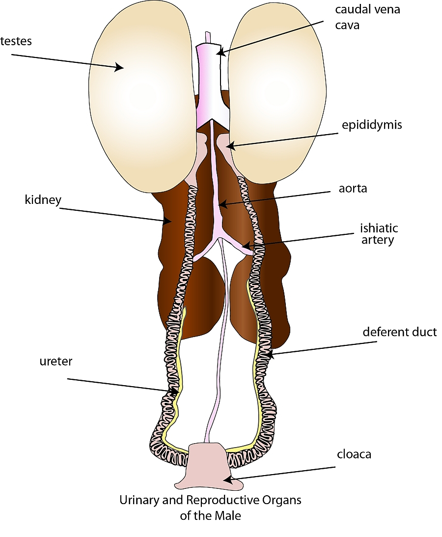 Male Reproductive System Diagram Reproductive System Poultry Hub