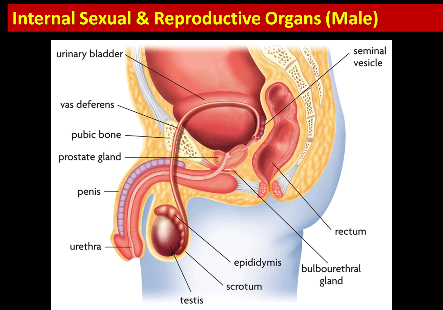 Male Reproductive System Diagram Science 8th Grade Female And Male Reproductive Anatomy