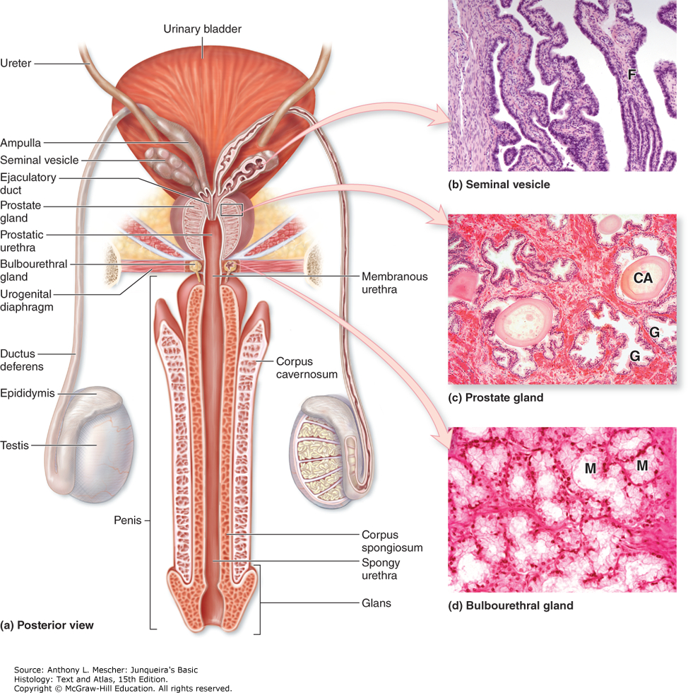 Male Reproductive System Diagram The Male Reproductive System Junqueiras Basic Histology Text And