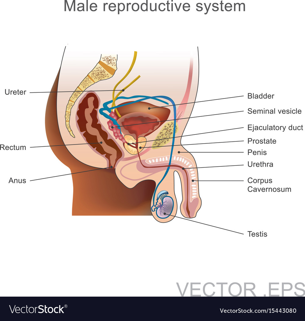 Male Reproductive System Diagram The Male Reproductive System