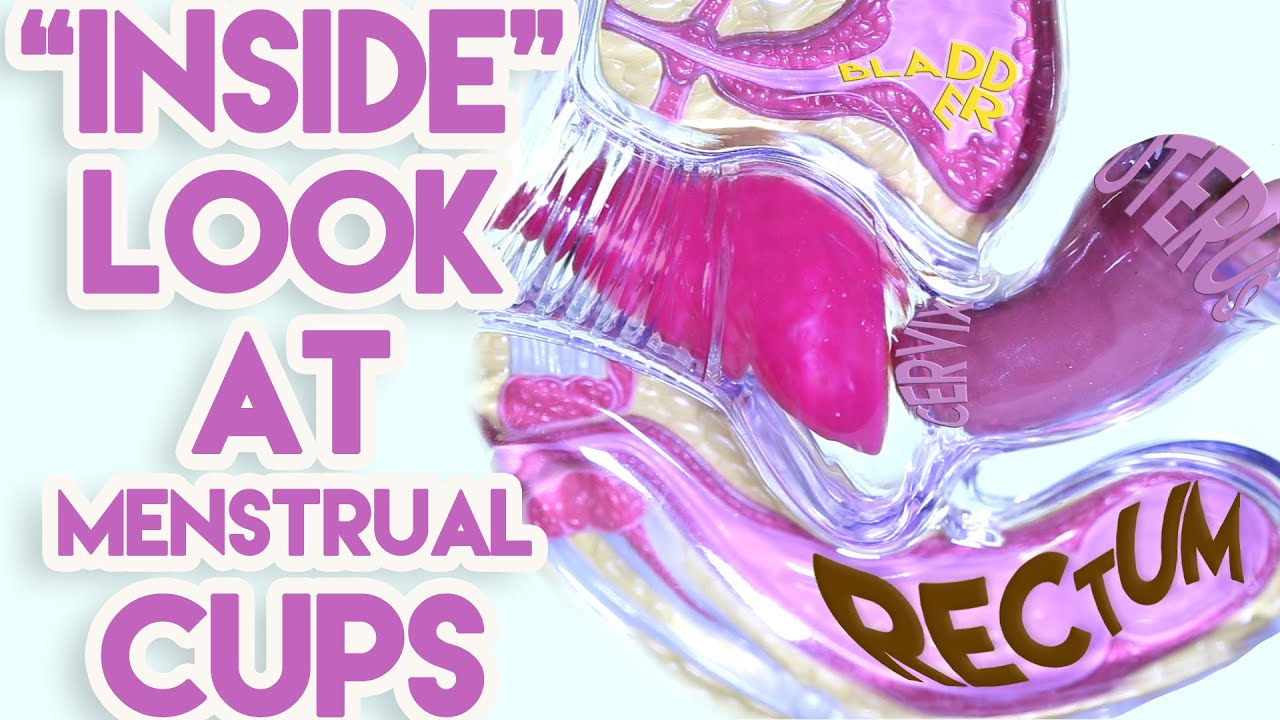 Menstrual Cup Diagram An Inside Look At Menstrual Cups