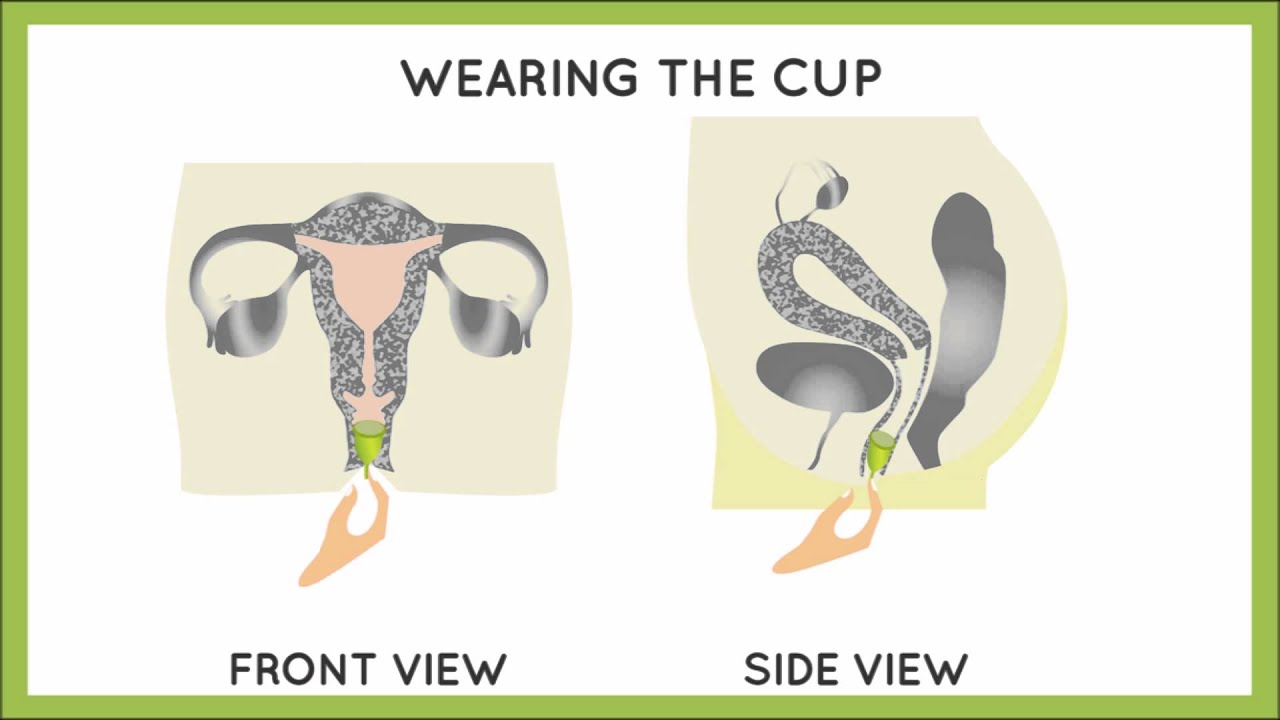 Menstrual Cup Diagram How To Insert A Menstrual Cup Hygiene And You