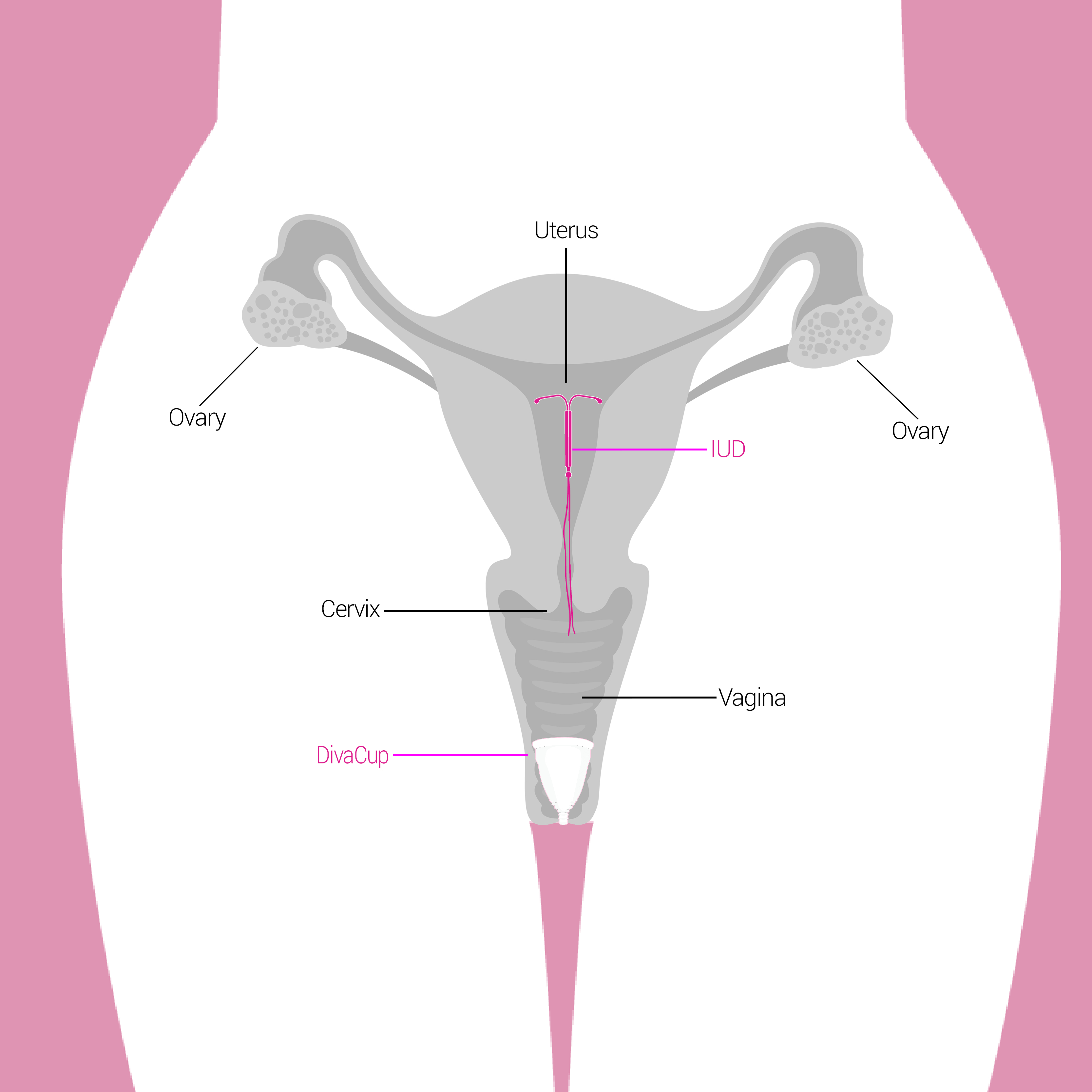 Menstrual Cup Diagram Iuds And The Divacup The Divacup