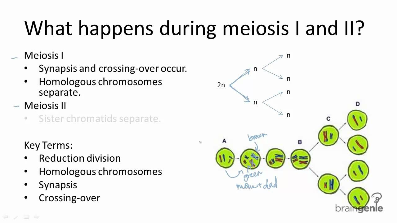 Mitosis Meiosis Venn Diagram 522 Meiosis I And Meisosis Ii