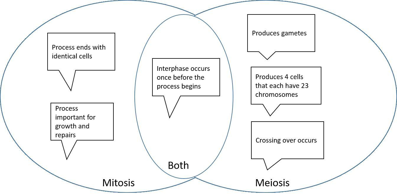 Mitosis Meiosis Venn Diagram Keeping Mitosis And Meiosis Separate In Your Mind Can Be A Bit