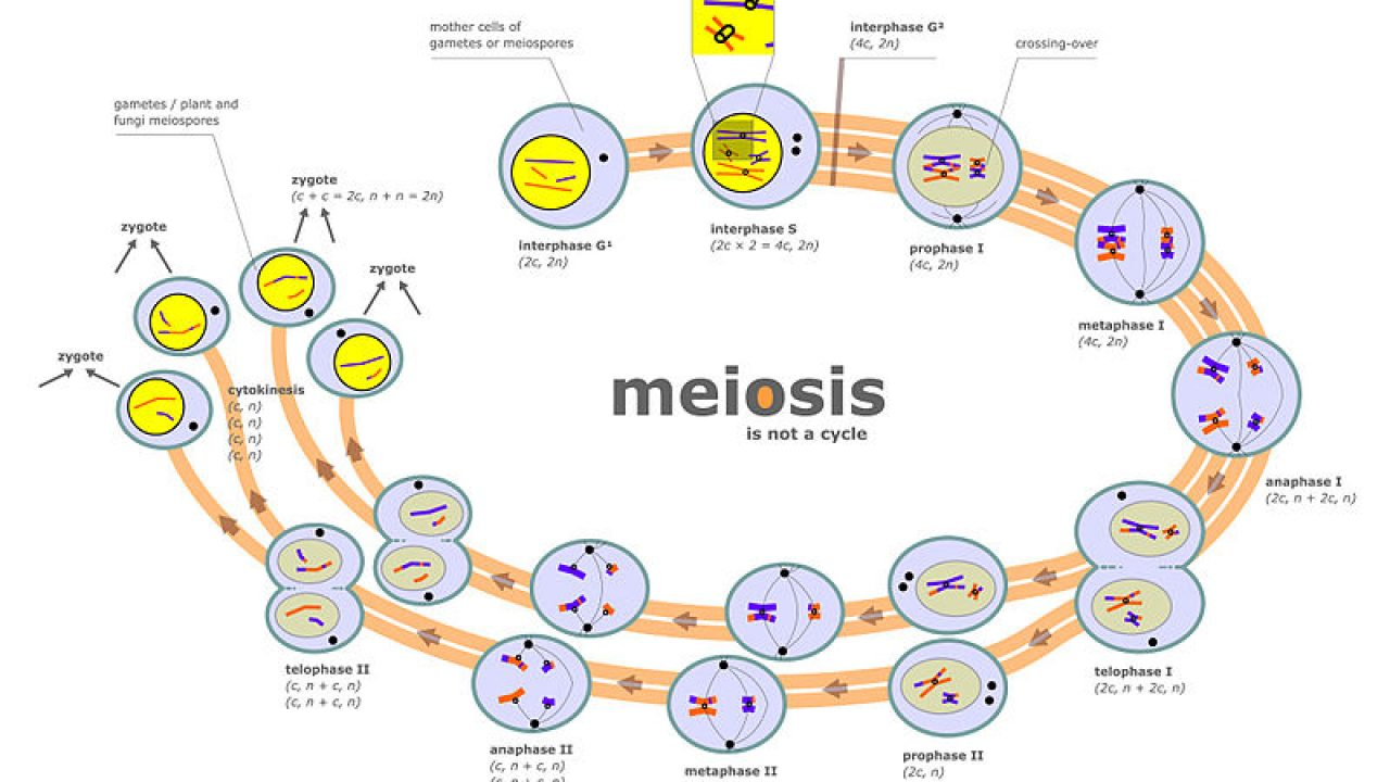 Mitosis Meiosis Venn Diagram Meiosis I And Meiosis Ii What Is Their Difference Albertio
