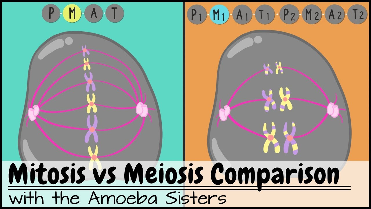 Mitosis Meiosis Venn Diagram Mitosis Vs Meiosis Side Side Comparison
