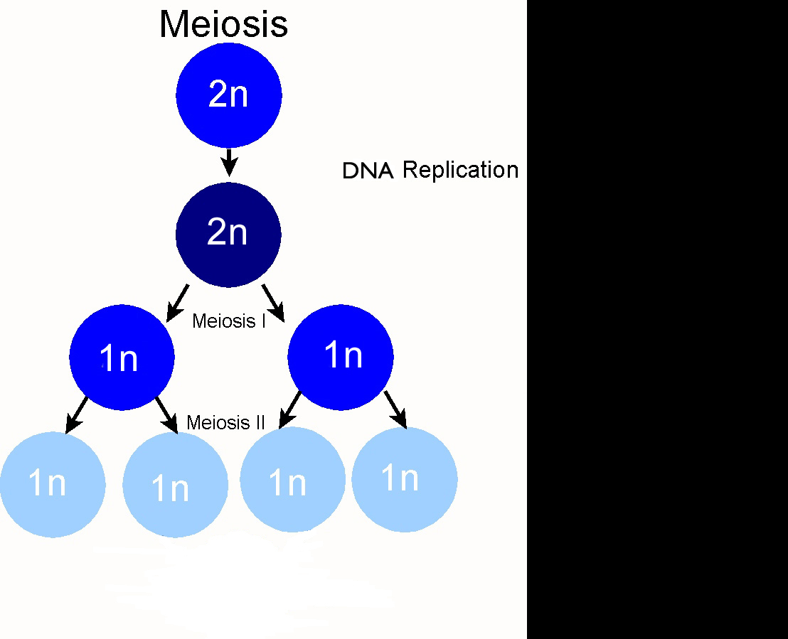 Mitosis Meiosis Venn Diagram What Are The Differences Between Meiosis I And Meiosis Ii Socratic