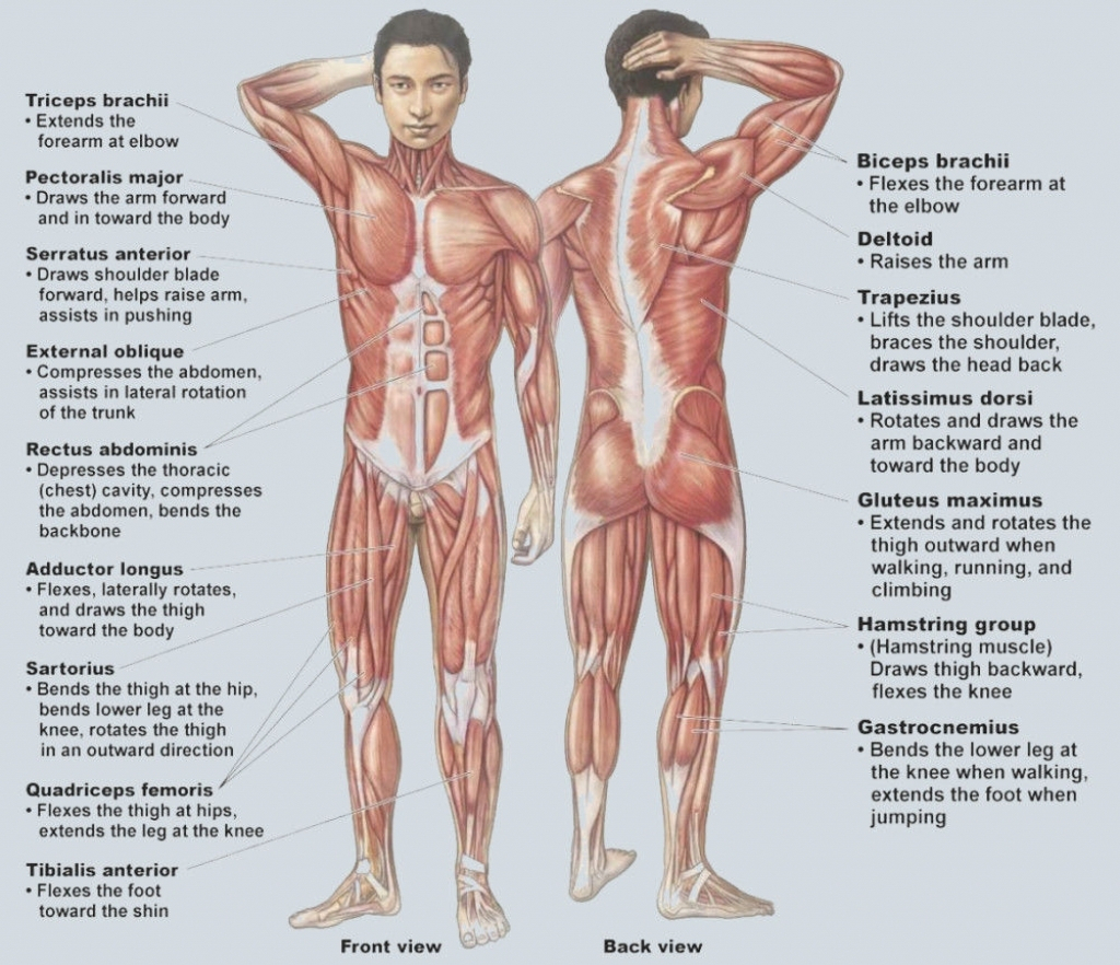 Muscular System Diagram A Diagram Of The Muscular System With The Functions Body Muscle