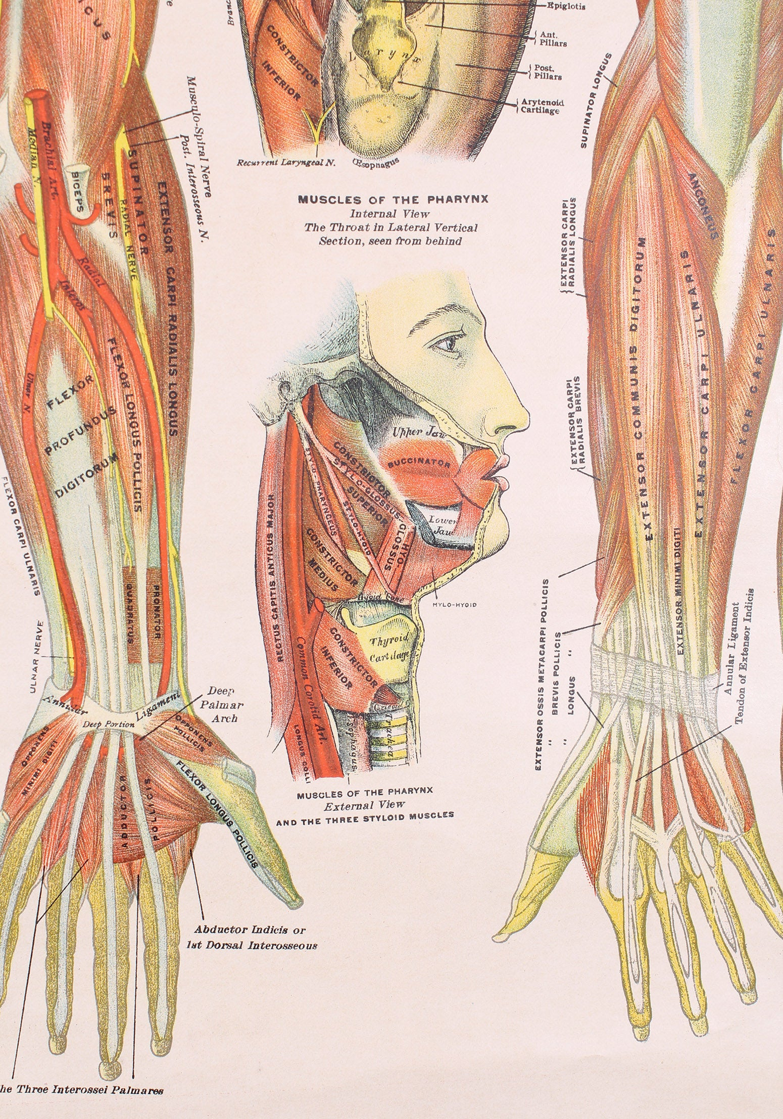 Muscular System Diagram Antique Chart Of The Muscular System Gustave H Michel
