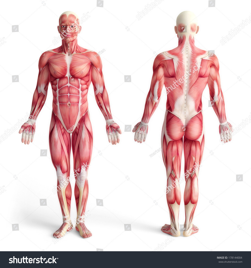 Muscular System Diagram Bi106 Lab1 Organ System Muscular System Diagram Quizlet