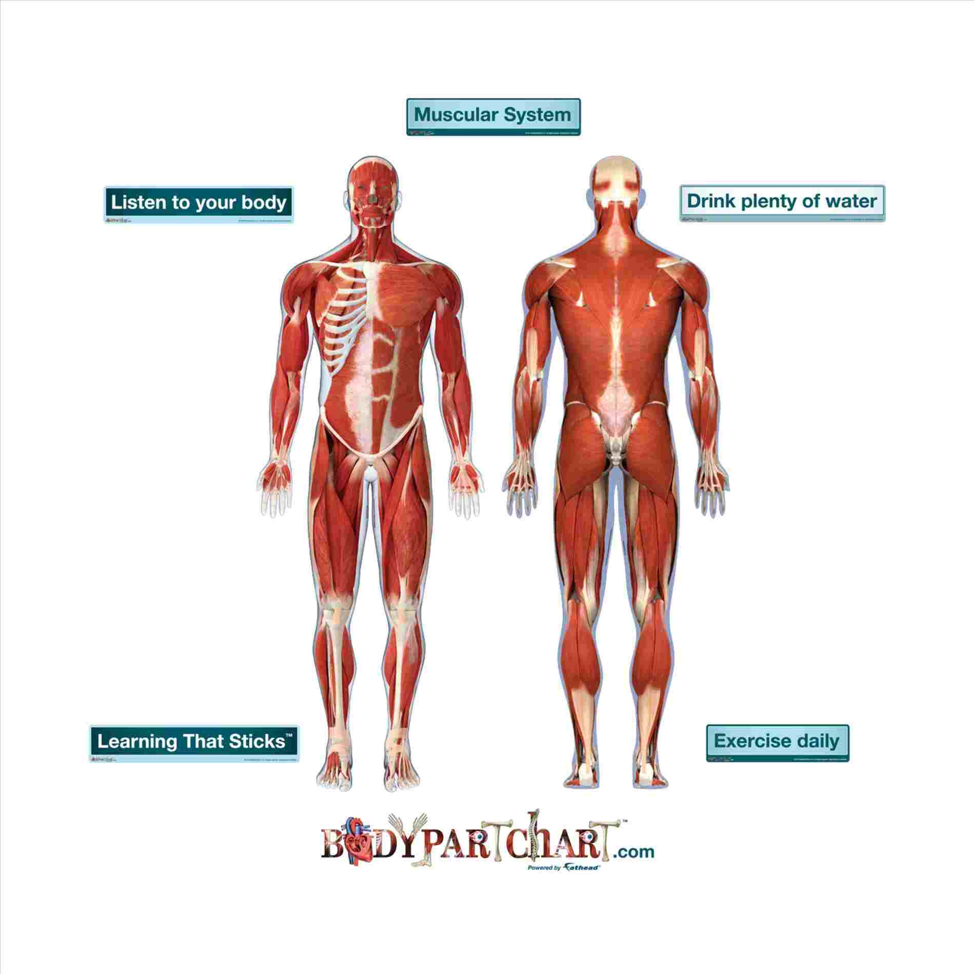 Muscular System Diagram Body Muscle System Diagram Anatomy Body