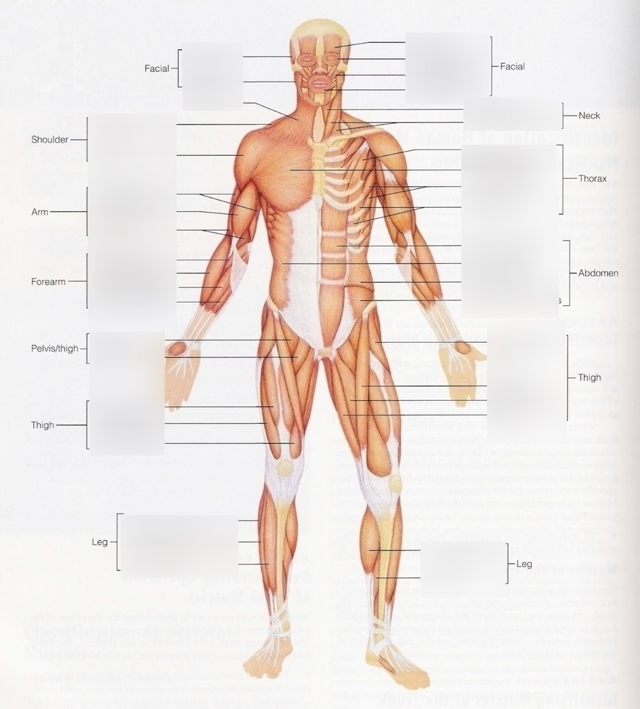 Muscular System Diagram Chapter 10 The Muscular System Diagram Quizlet