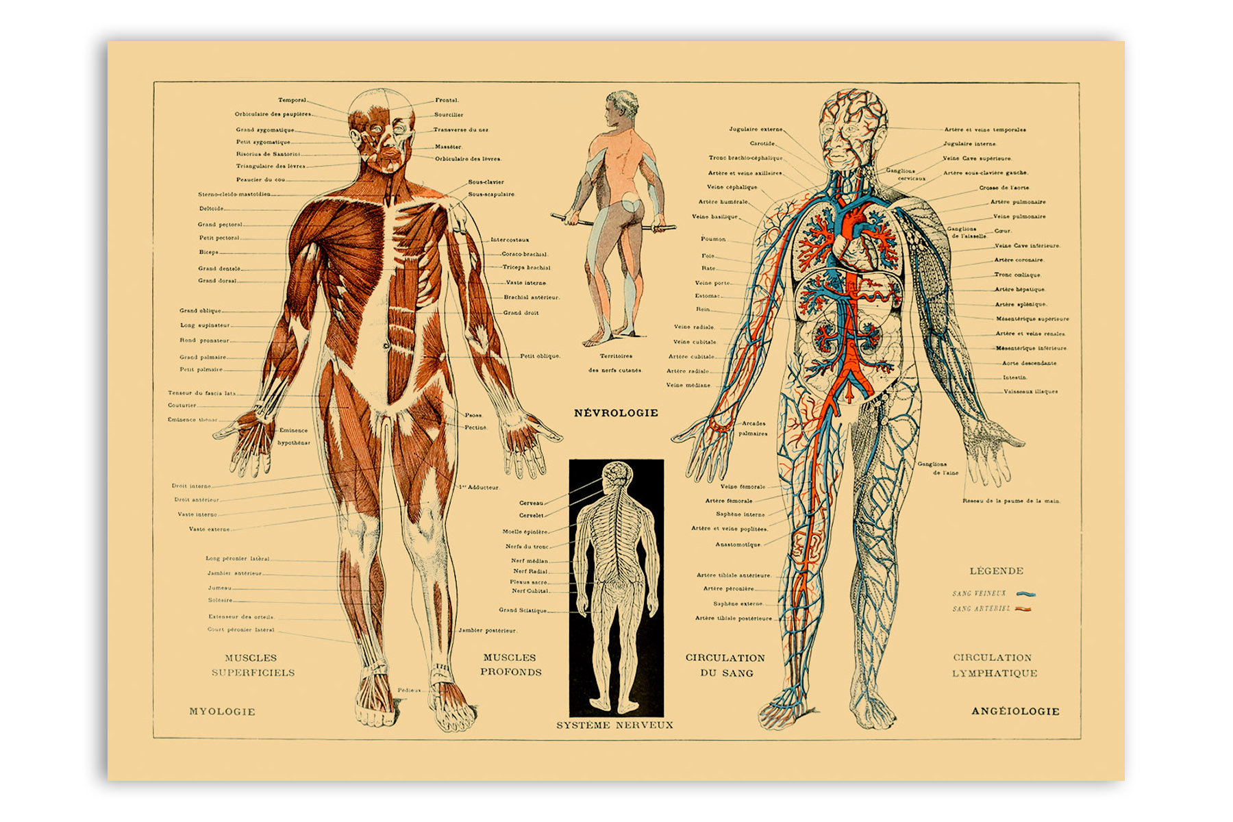 Muscular System Diagram Human Anatomy Chart Poster Muscular System Diagram Print Scientific Illustration Art Three Color Options Am30