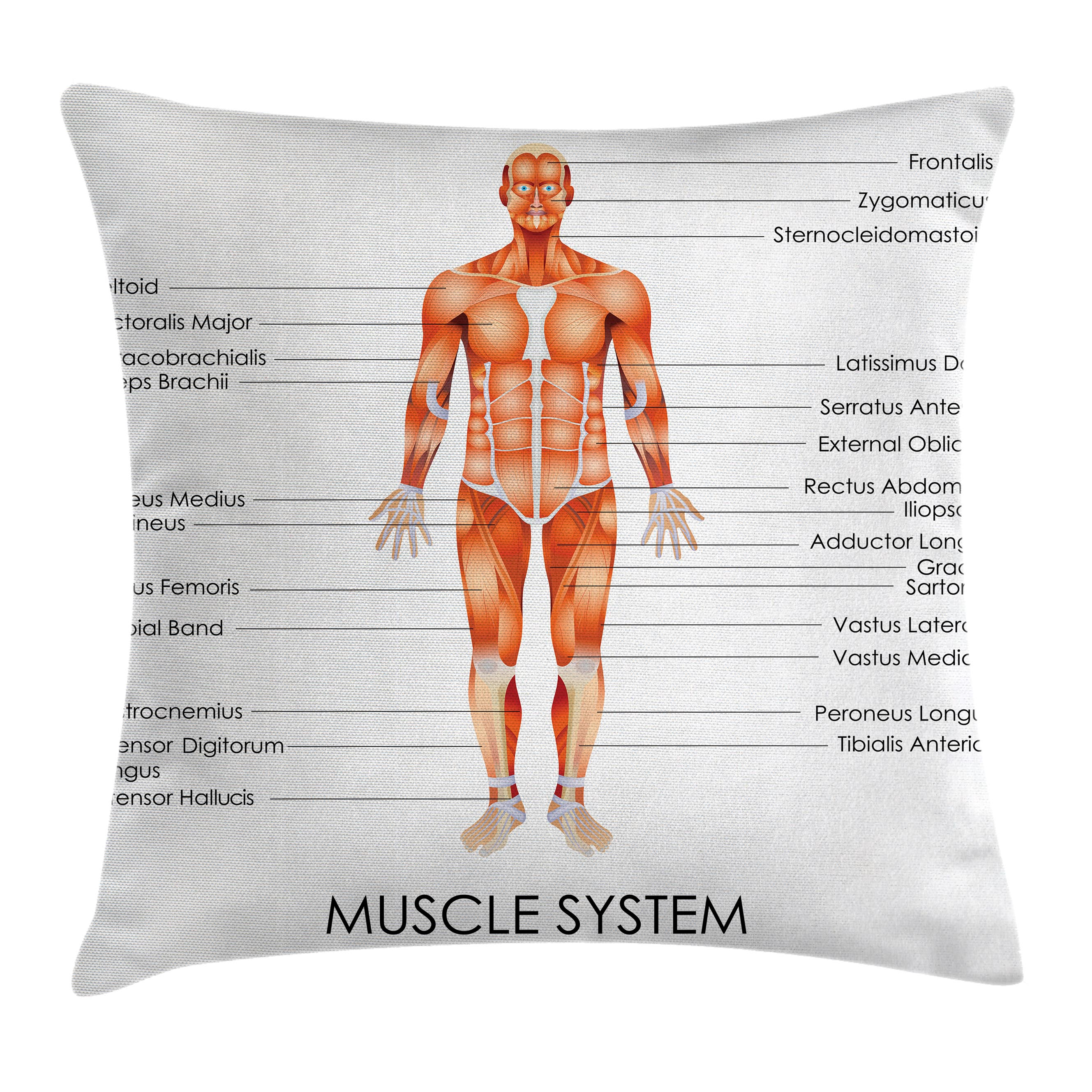 Muscular System Diagram Human Anatomy Throw Pillow Cushion Cover Muscle System Diagram Of Man Body Features Biological Elements Medical Heath Image Decorative Square Accent