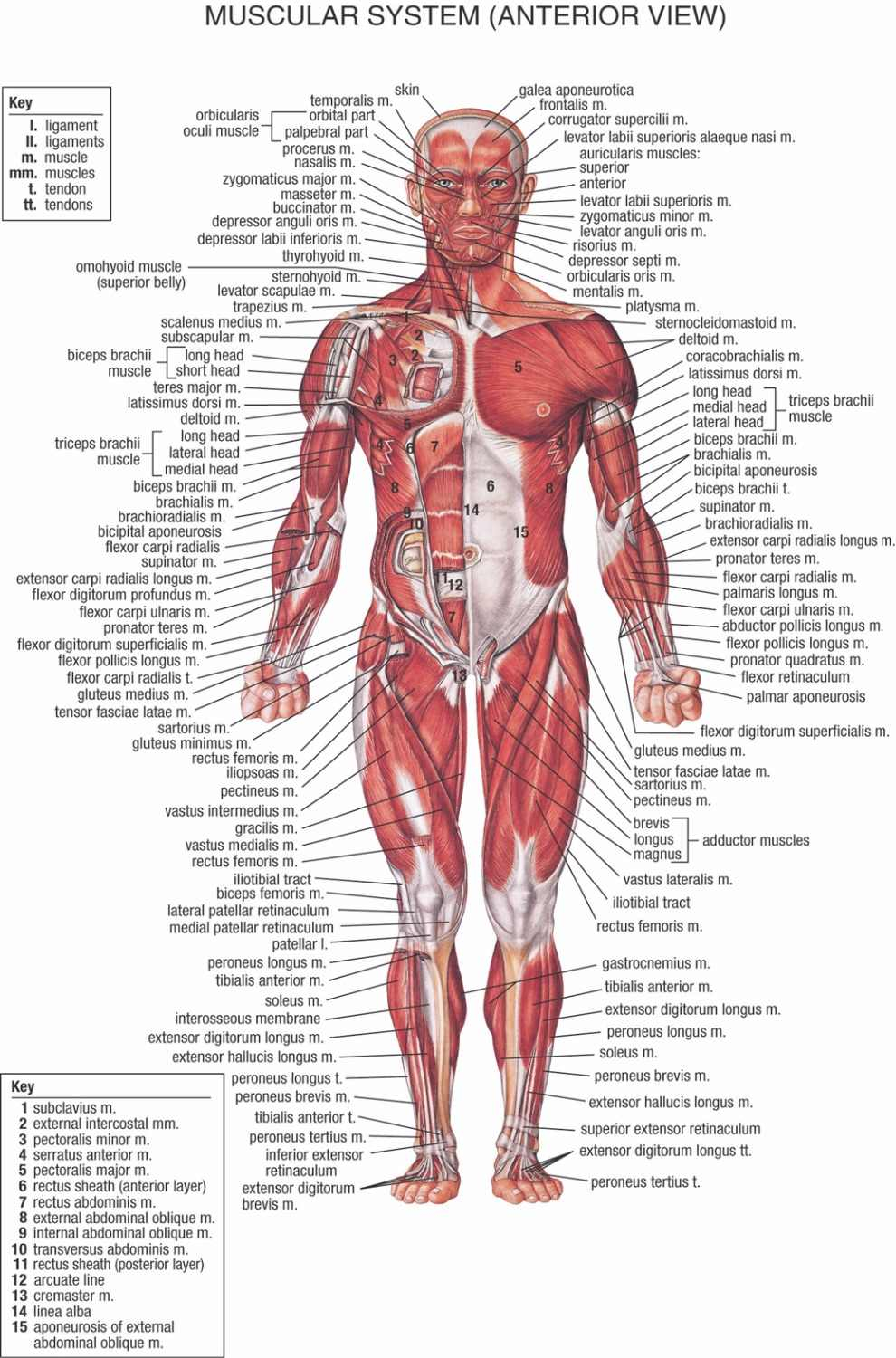 Muscular System Diagram Human Body Anatomical Chart Muscular System Campus Knowledge Biology Classroom Wall Painting Fabric Poster36x24 20x13 03