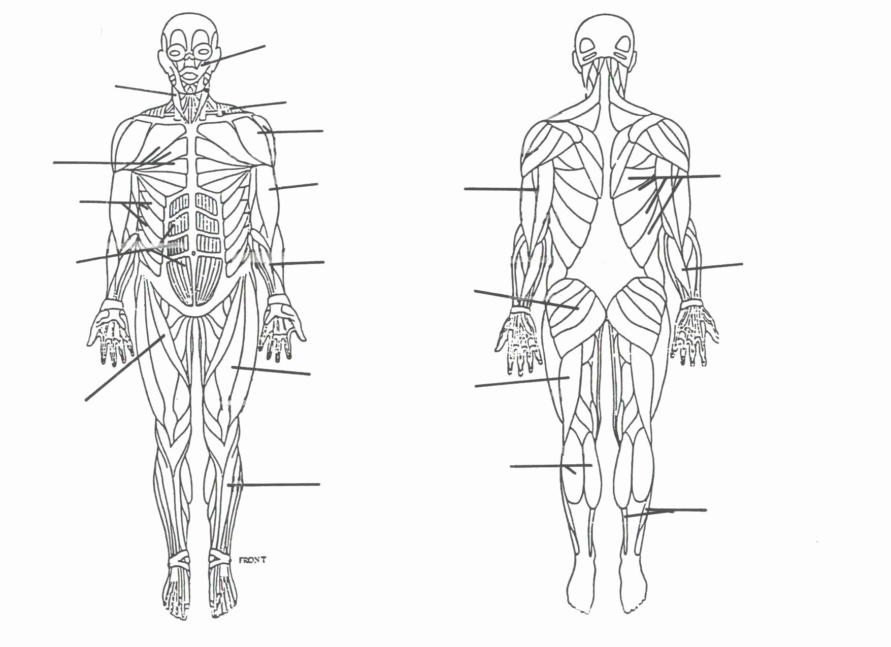 Muscular System Diagram Human Body Organ Systems Worksheet Best Of Muscular System Diagram