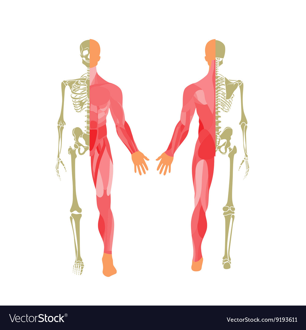 Muscular System Diagram Human Bony And Muscular System Front And Rear