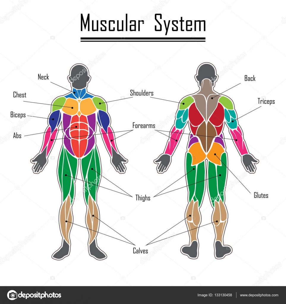 Muscular System Diagram Human Muscular System Stock Vector Longquattro 133130458
