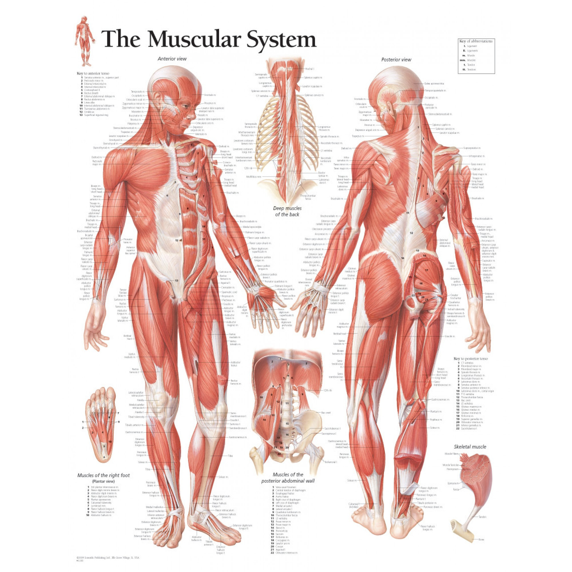 Muscular System Diagram Male Muscular System Chart