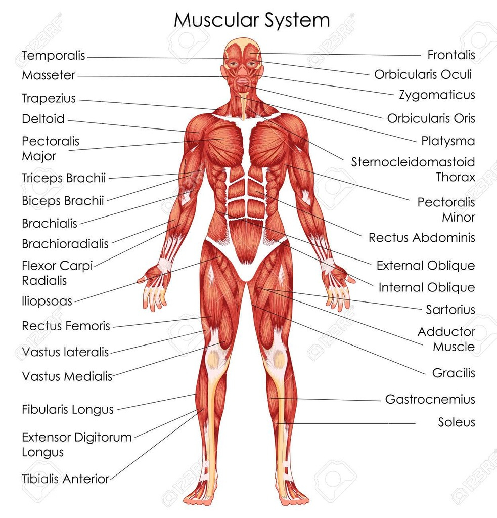 Muscular System Diagram Muscular System Diagram Quizlet