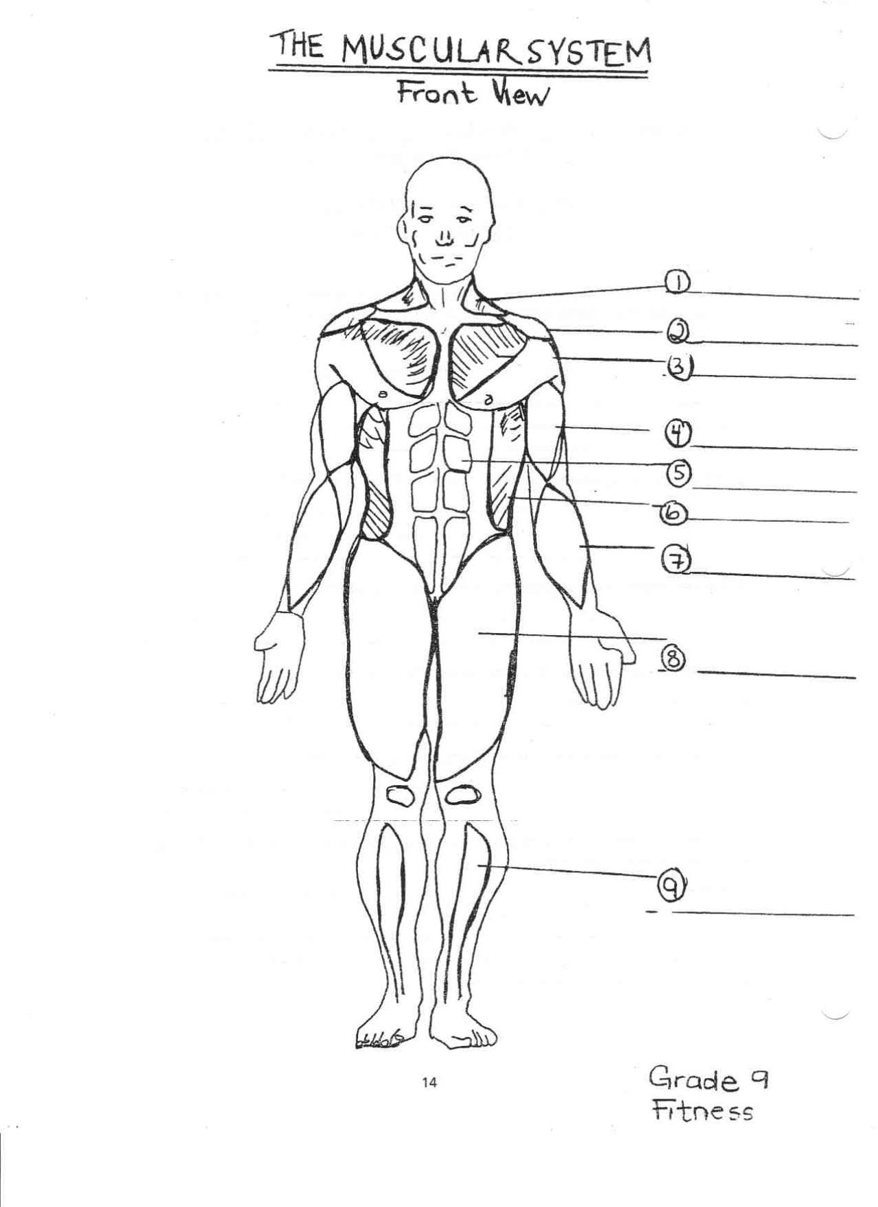 Muscular System Diagram Muscular System For Coloring Pinterest Anatomy Body Diagram