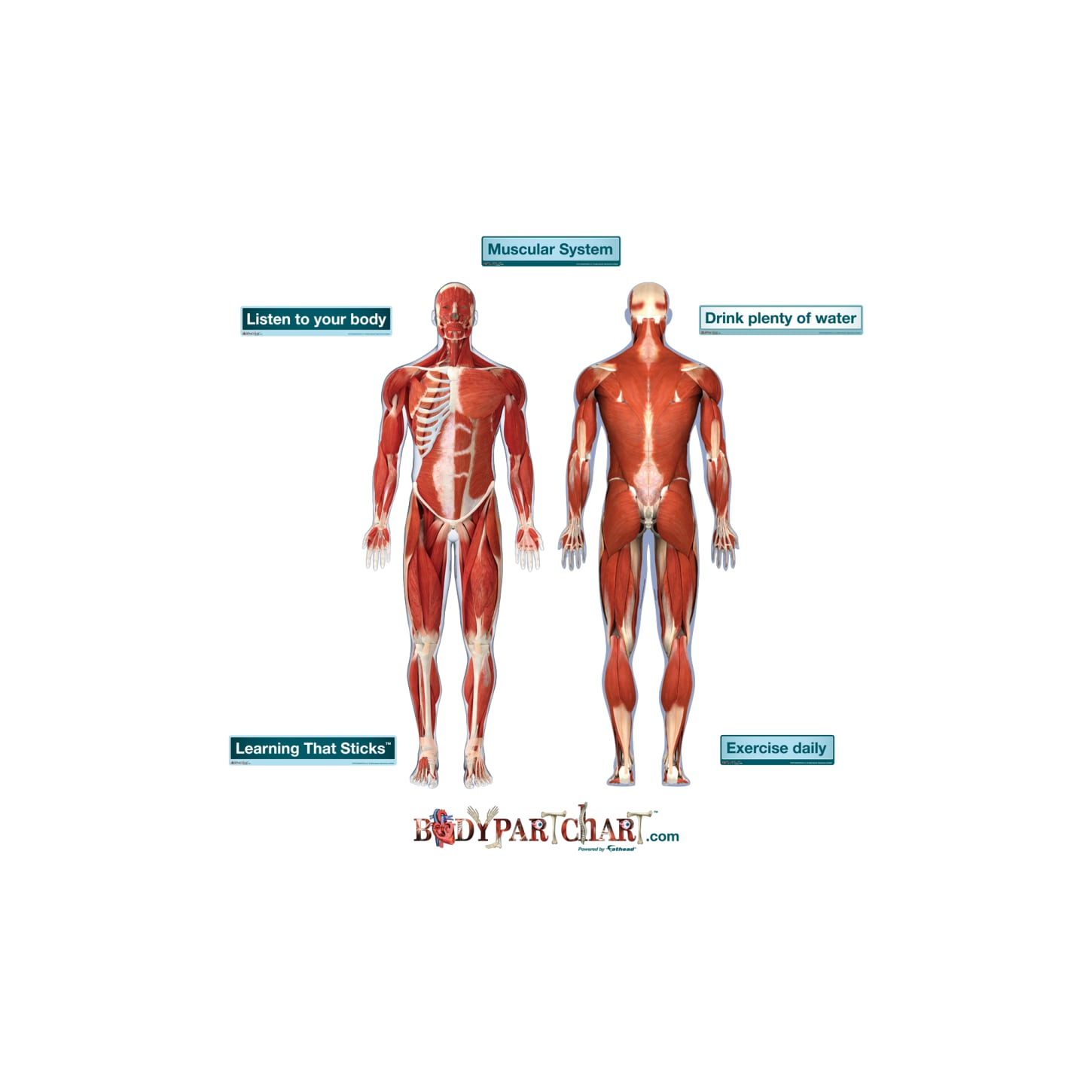 Muscular System Diagram Muscular System Front And Rear View Body Part Chart Removable Wall Graphic