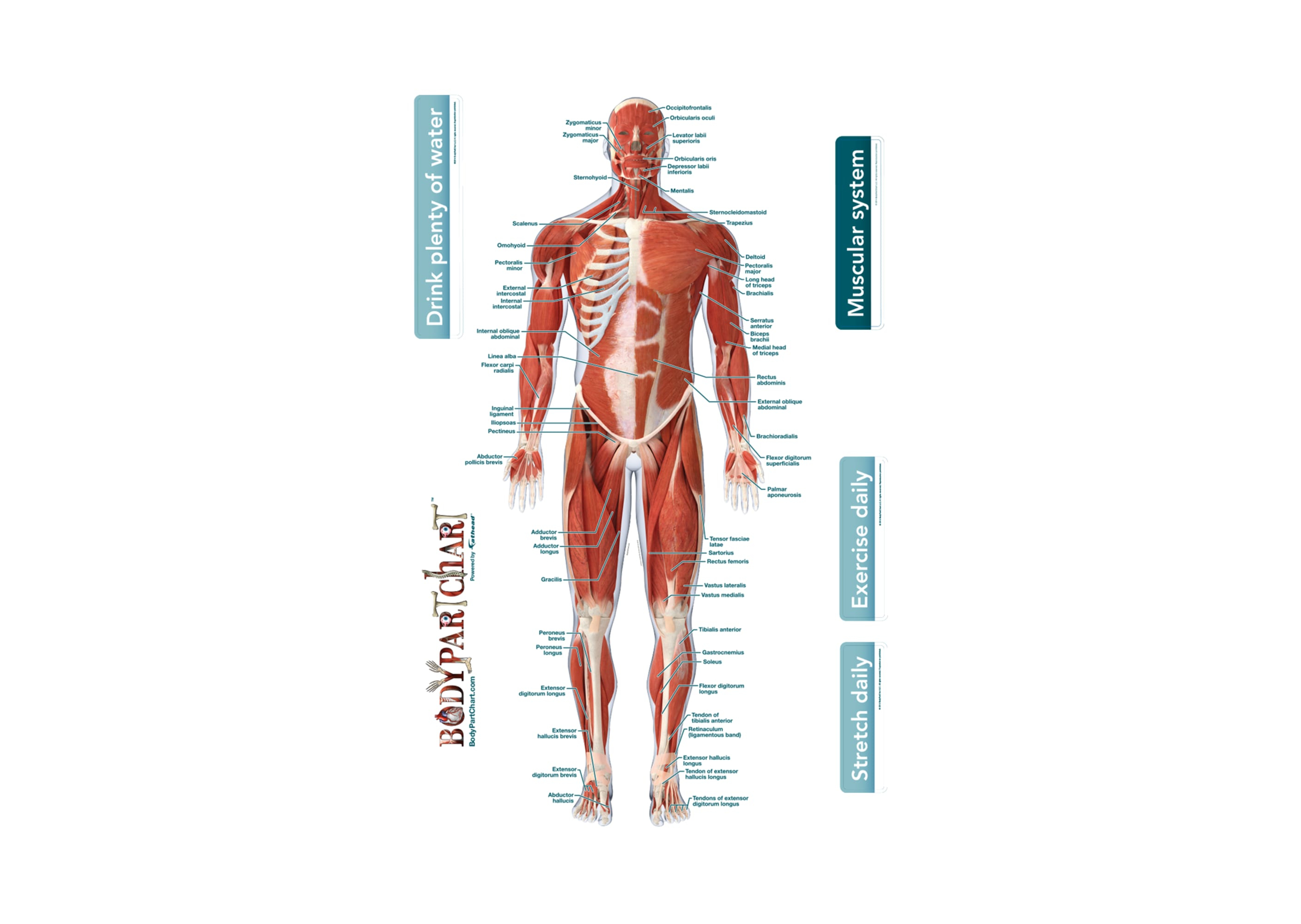Muscular System Diagram Muscular System Front Labeled Body Part Chart Removable Wall Graphic