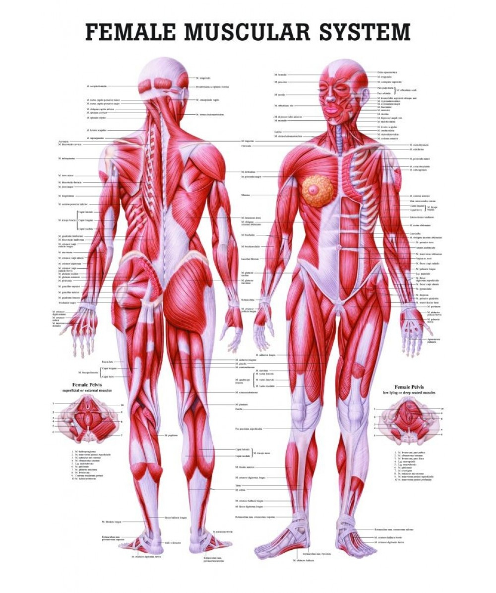 Muscular System Diagram The Female Muscular System Anatomical Chart