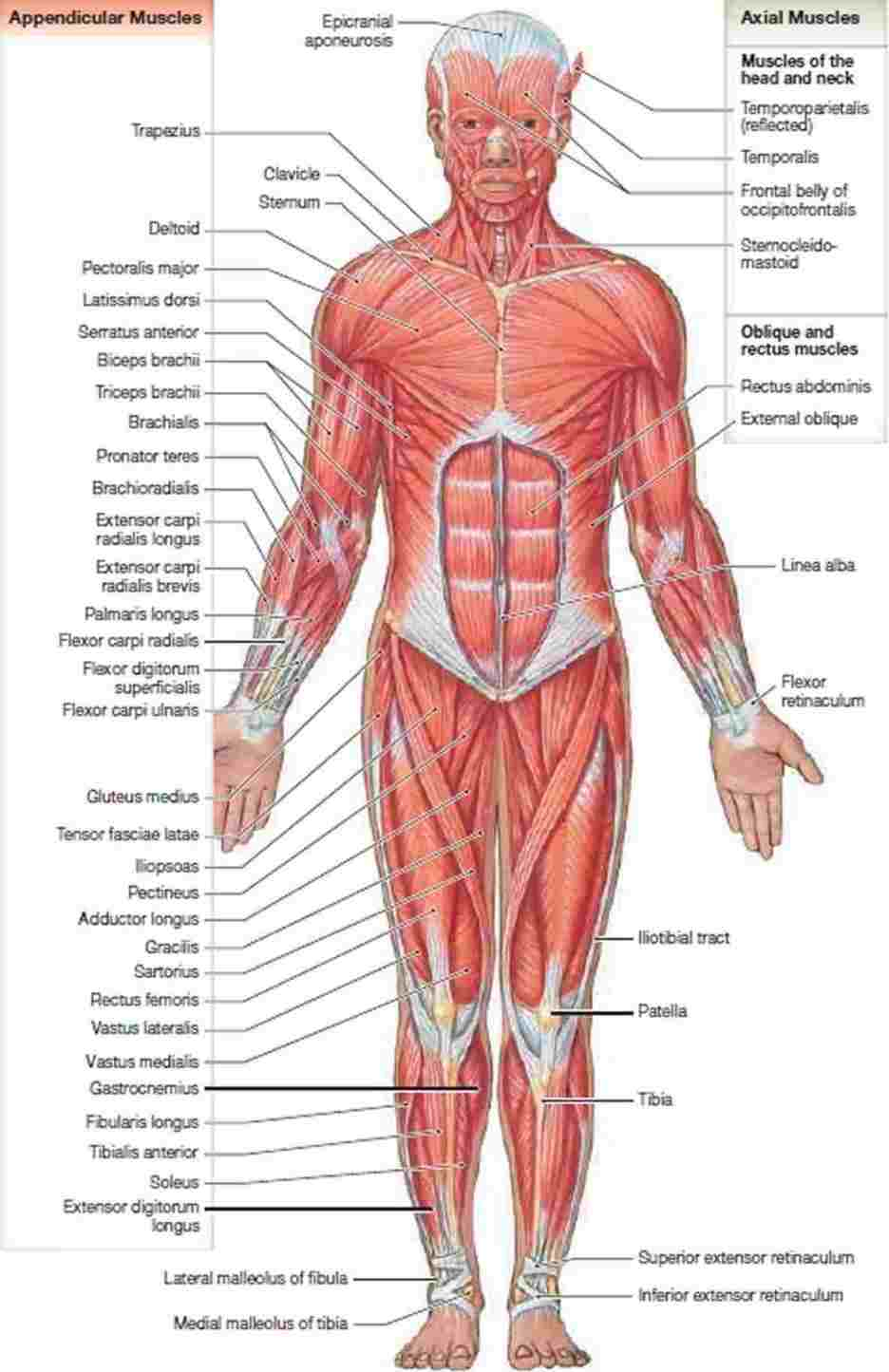 Muscular System Diagram The Human Muscle Anatomy Diagram Of Anatomy