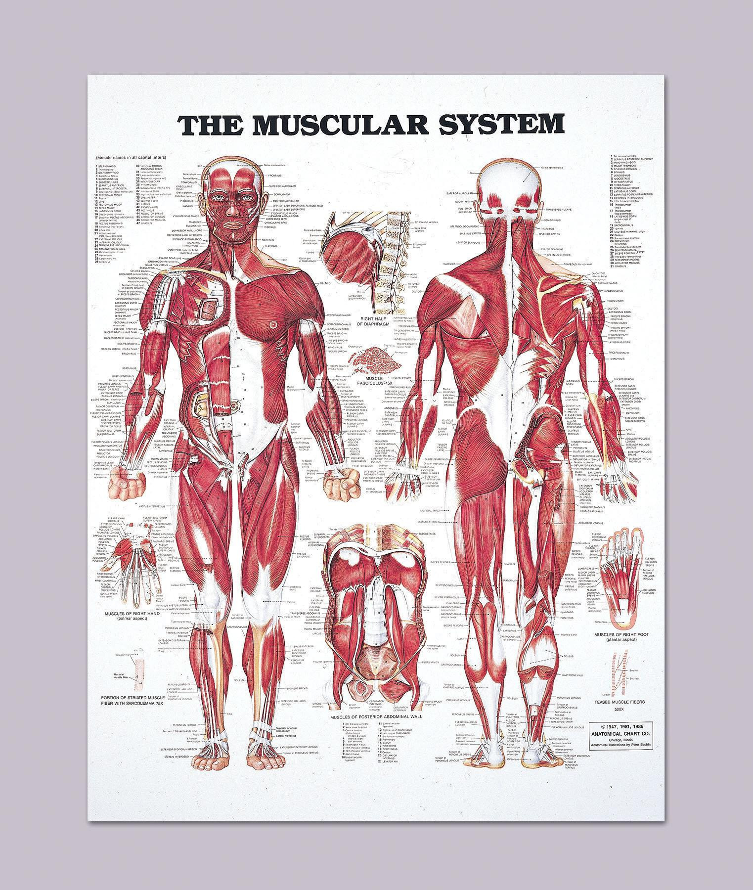 Muscular System Diagram The Human Muscular System Anatomy Detailed Diagram 20 Wide X 26 High