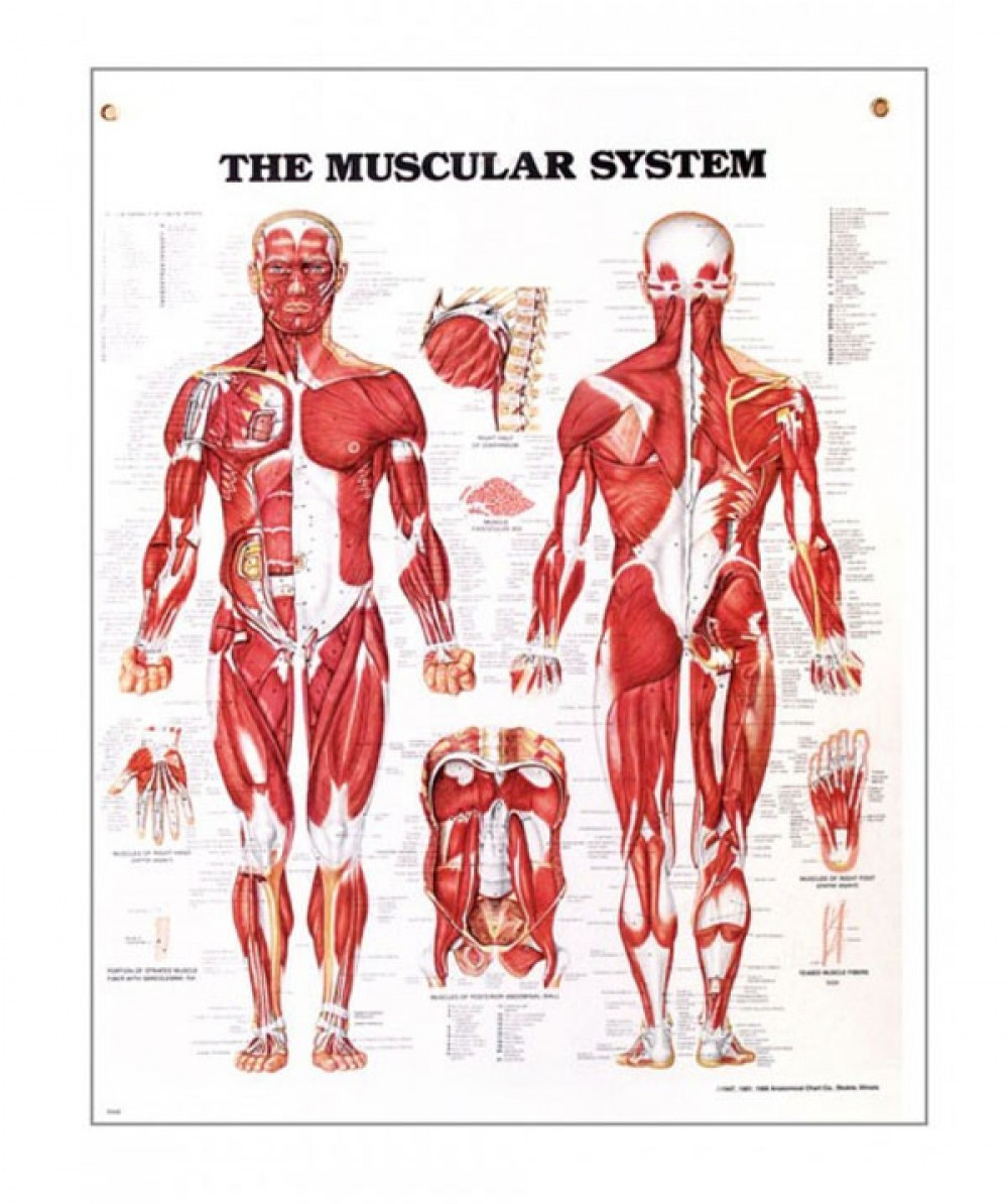 Muscular System Diagram The Muscular System Anatomical Chart