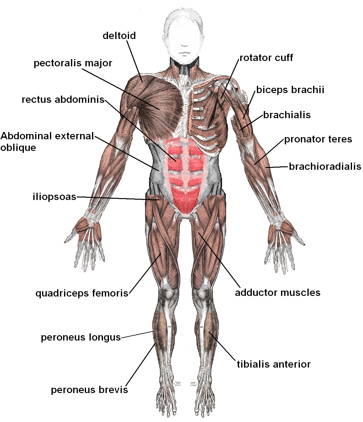 Muscular System Diagram The Muscular System Lesson 0386 Tqa Explorer