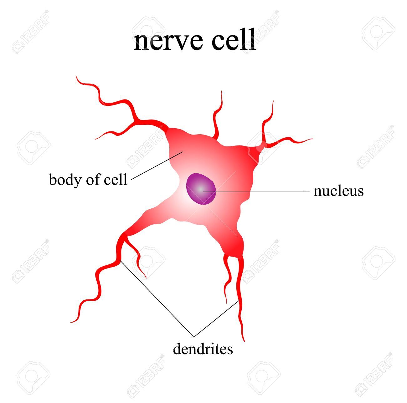 Nerve Cell Diagram 11 Human Nerve Cell Diagram Nerv Anatomy Education Picture