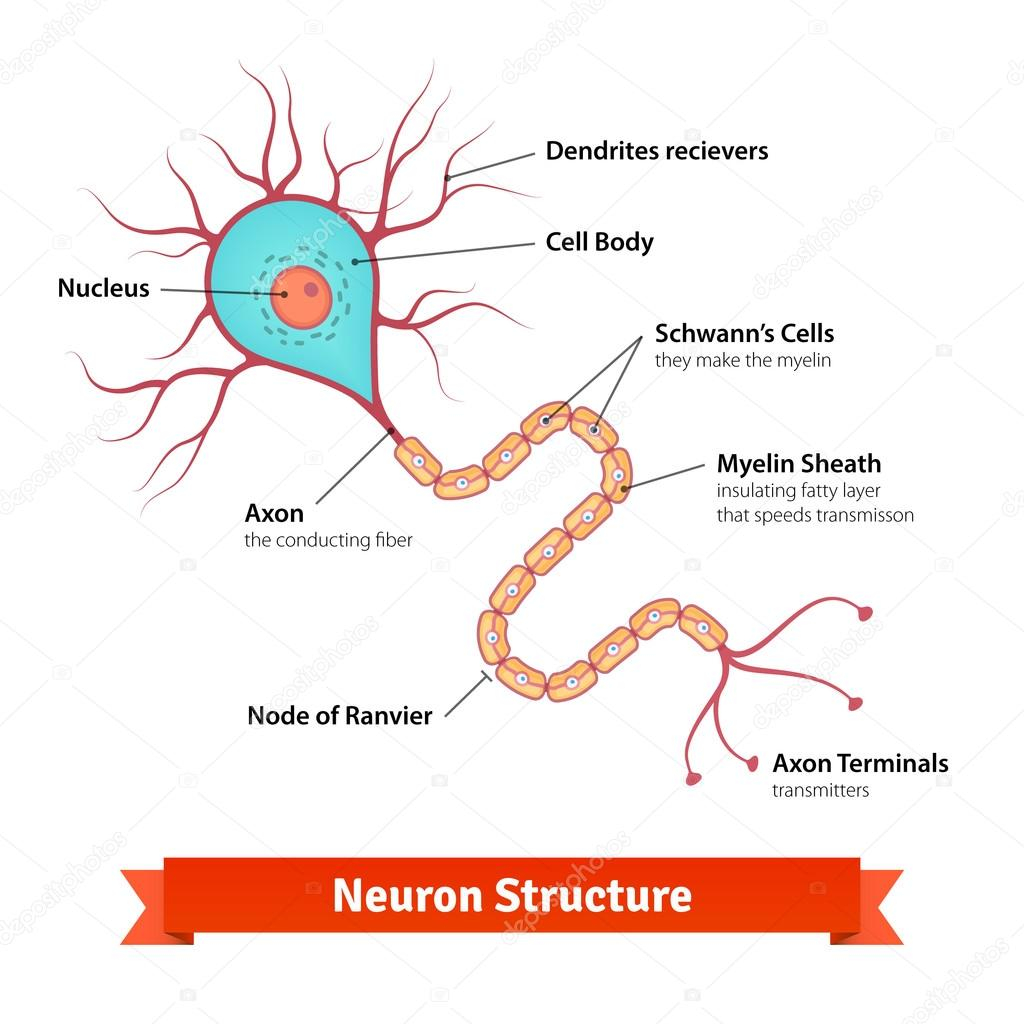 Nerve Cell Diagram Brain Neuron Cell Diagram Stock Vector Iconicbestiary 88737094