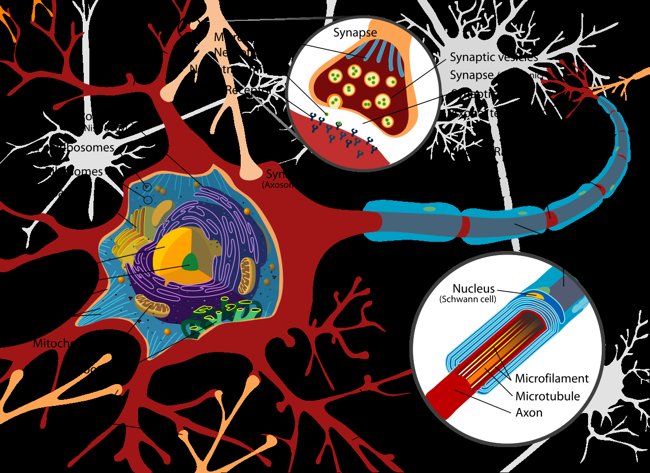Nerve Cell Diagram Filecomplete Neuron Cell Diagram Ensvg Wikipedia