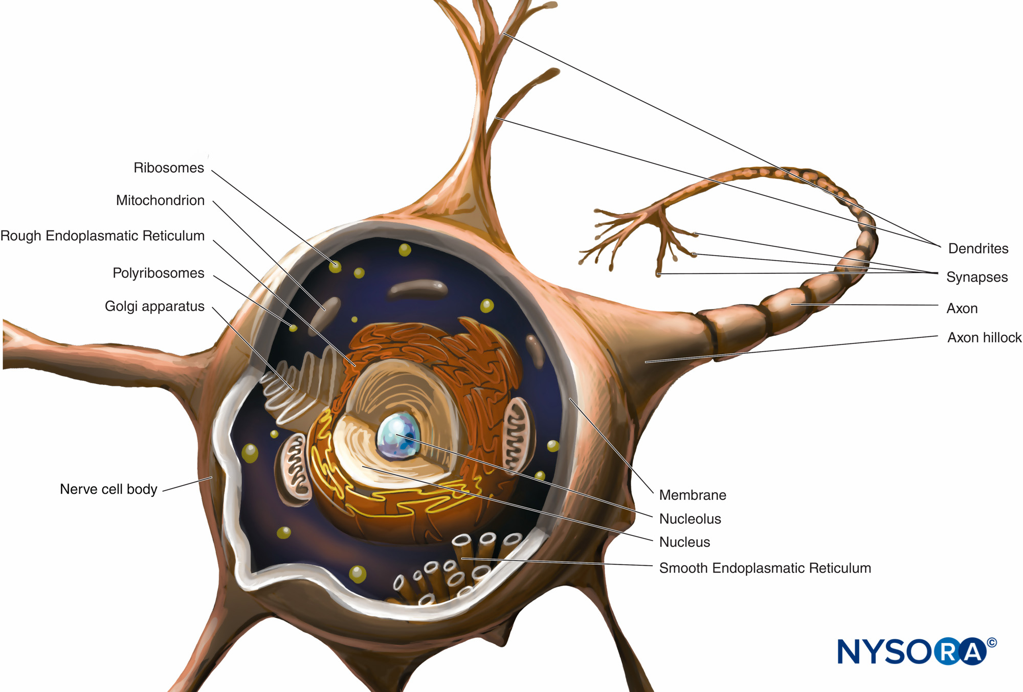 Nerve Cell Diagram Histology Of The Peripheral Nerves And Light Microscopy Nysora