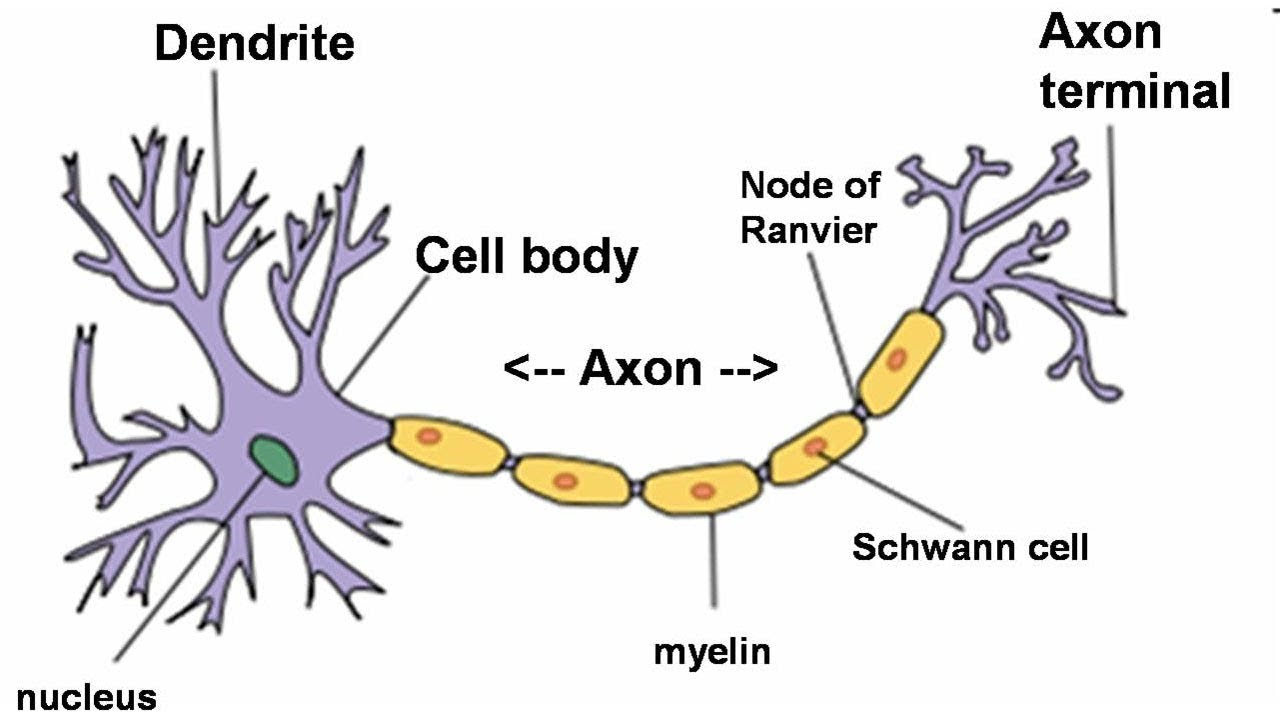 Nerve Cell Diagram How To Draw Neuron Nerve Cell Science Diagrams For School College Students