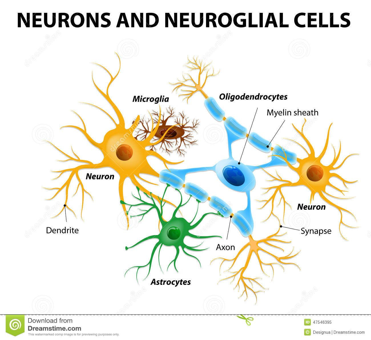 Nerve Cell Diagram Labeled Diagram Of Nerve Cell Best Of Neurons And Glial Cells