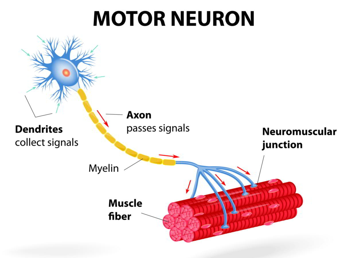 Nerve Cell Diagram Location Structure And Functions Of Motor Neurons