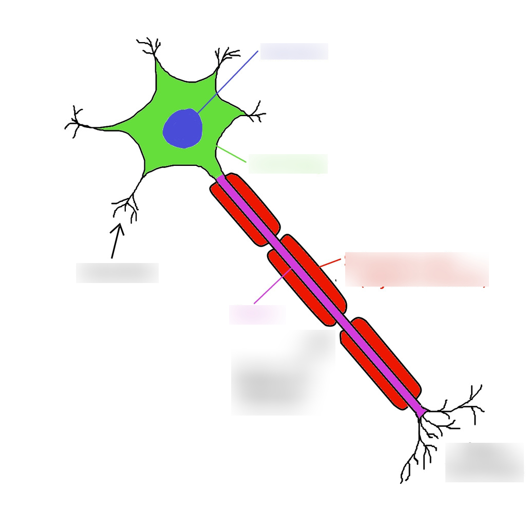 Nerve Cell Diagram Nerve Cell Diagram Diagram Quizlet