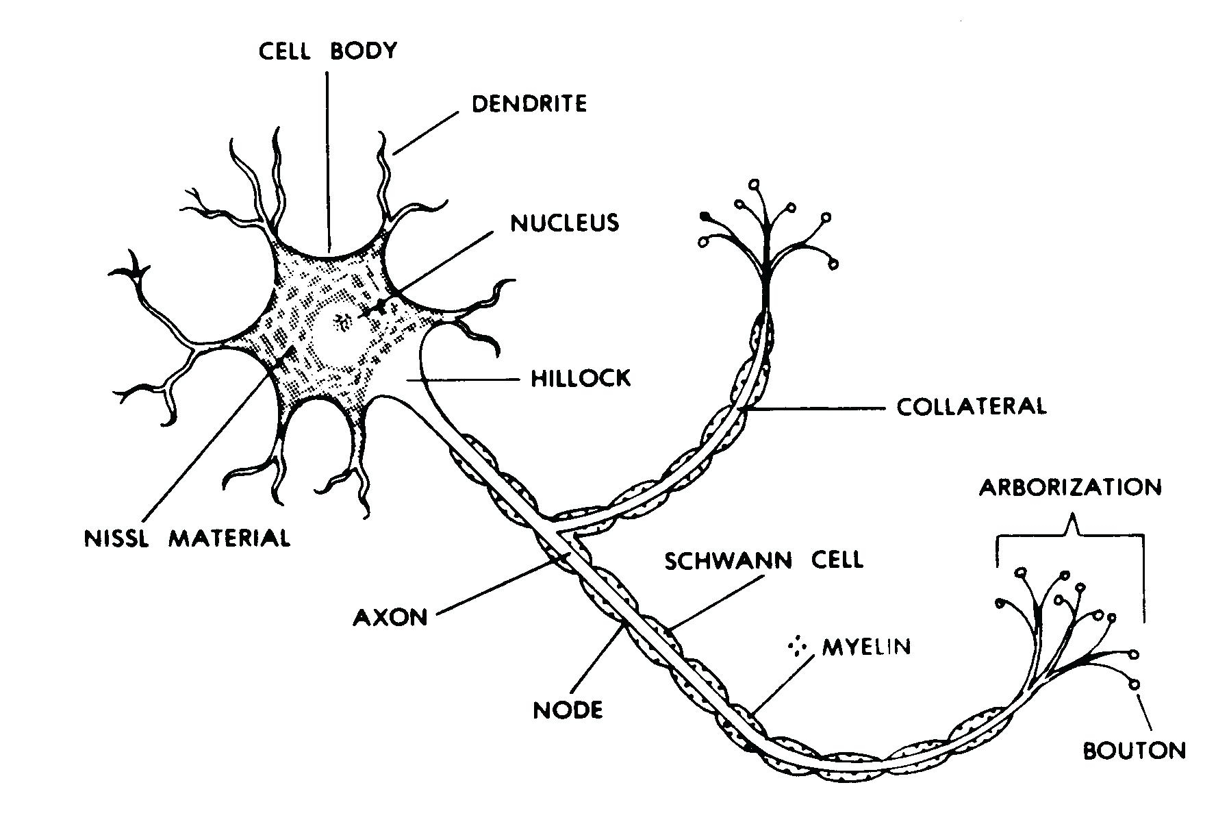 Nerve Cell Diagram Nerve Cells Coloring Dracosheetco